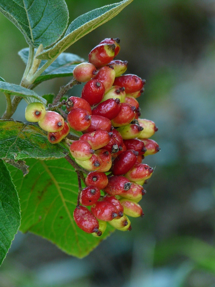 Ripe red bush