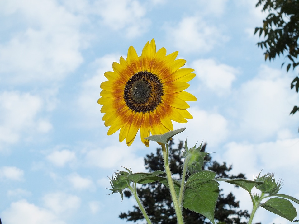 Skies flowers yellow flower