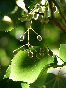 Linden seeds seeds fruits