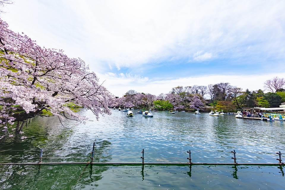 15 Inogashira Park