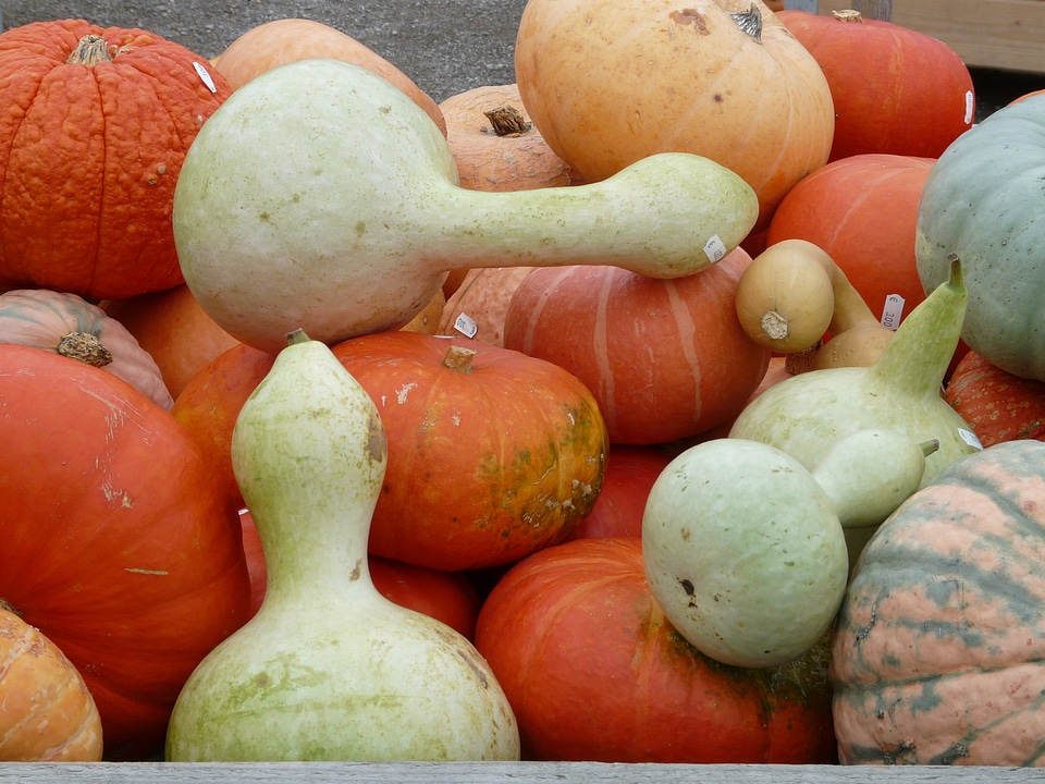 Decoration decorative squashes vegetables