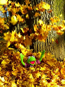 Fun kermit frog photo