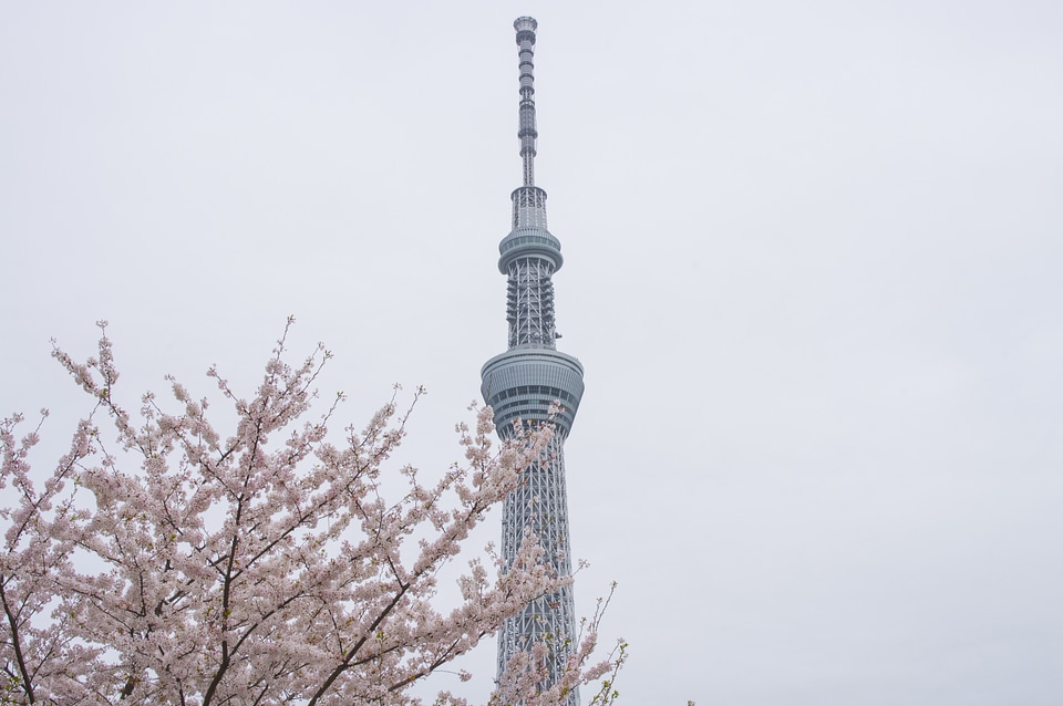 9 SkyTree
