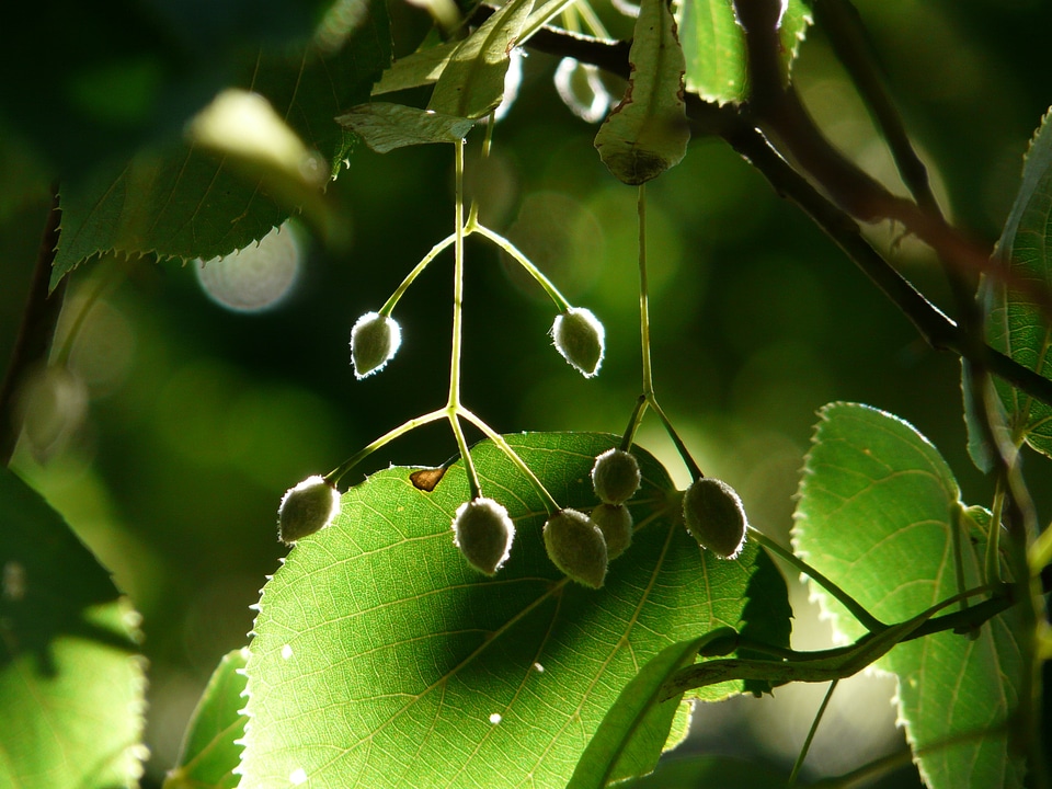 Linden seeds fruits winter linde
