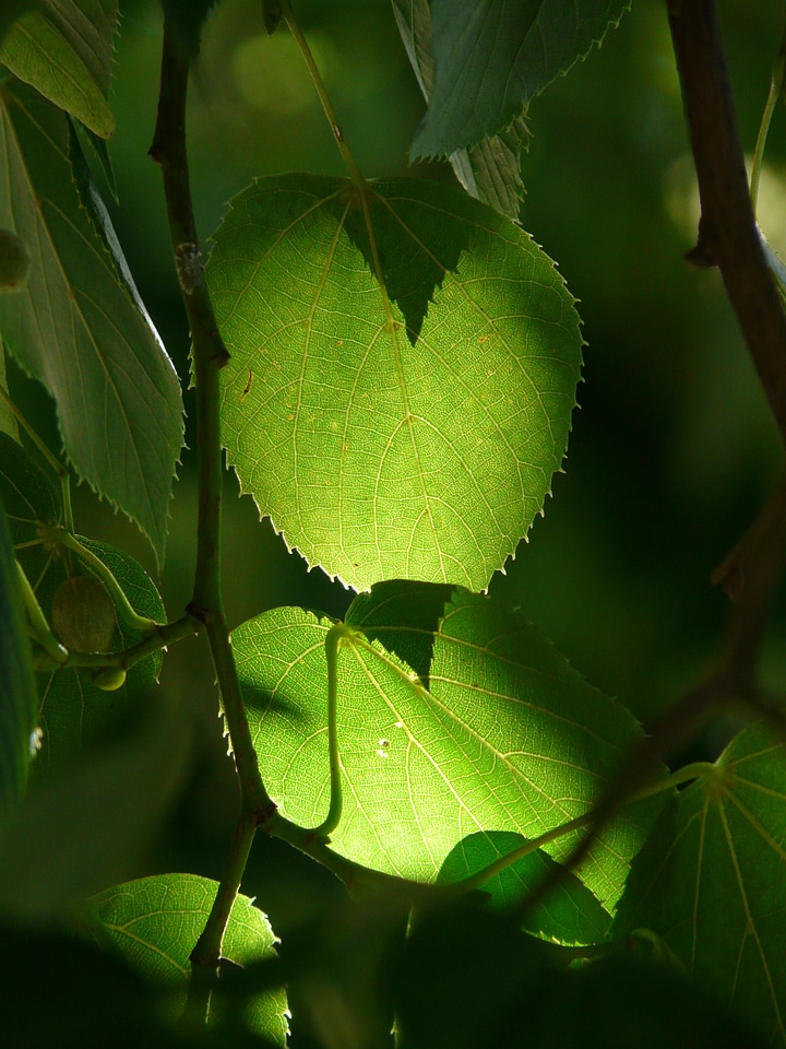 Green backlighting winter linde