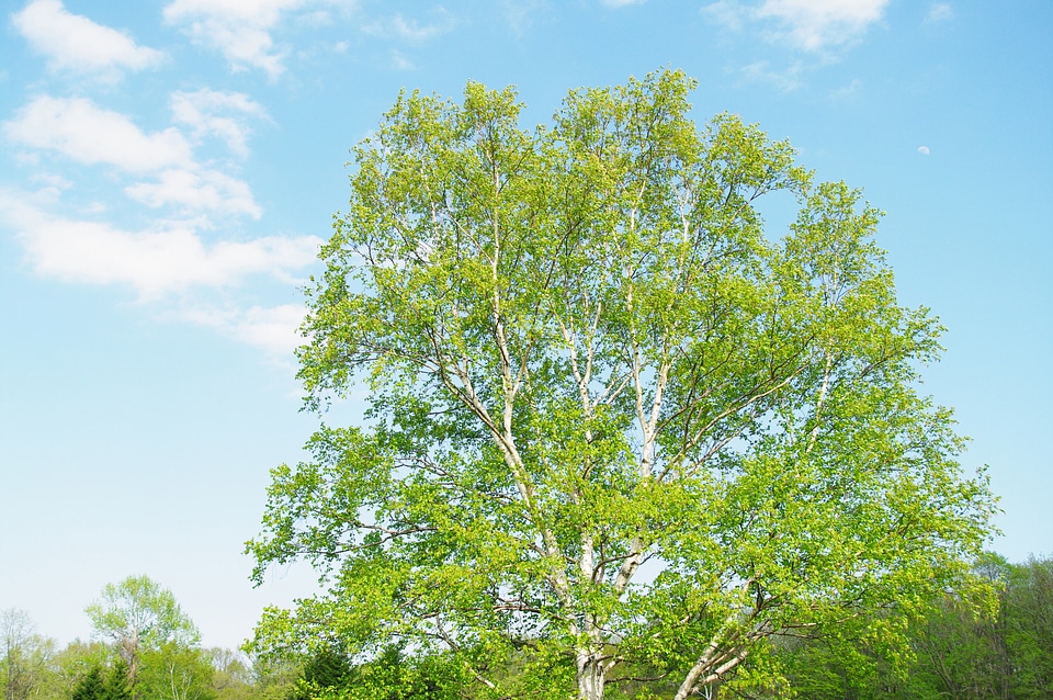 2 Tree