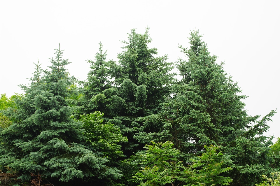 5 Tree