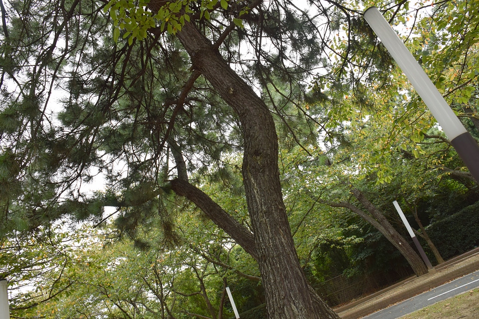 13 Tree
