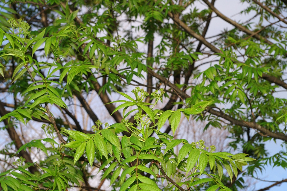 16 Tree