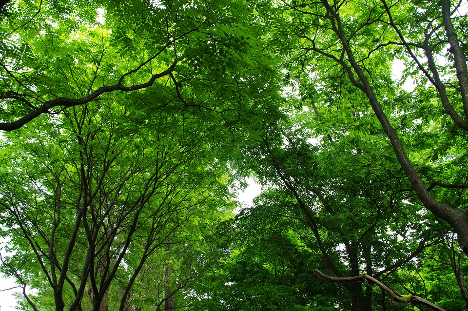 22 Tree