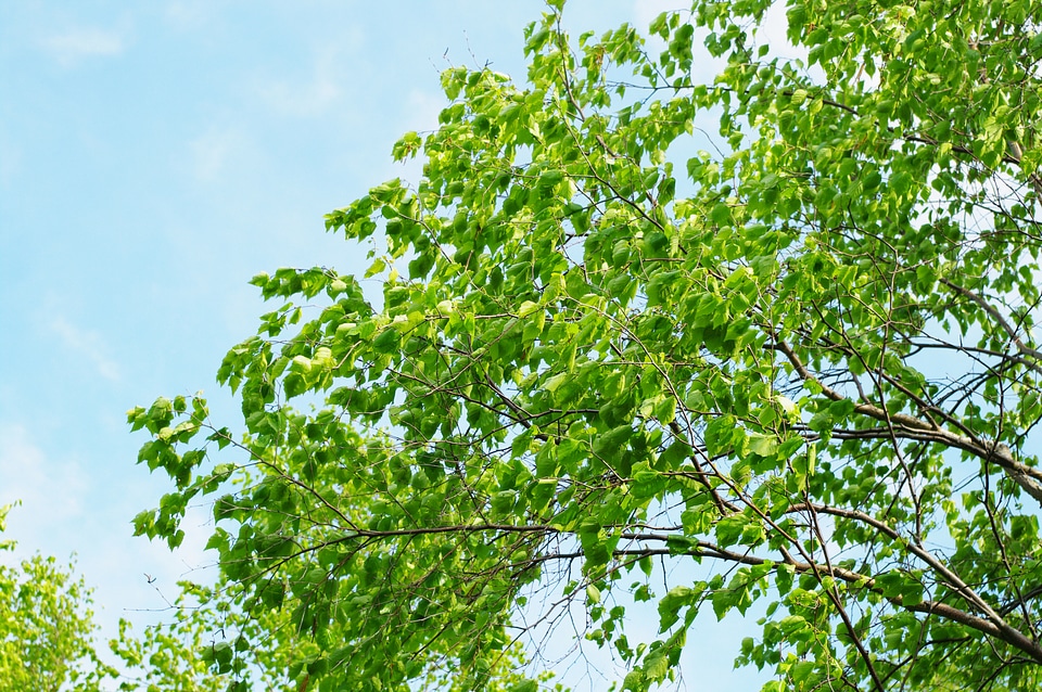 24 Tree