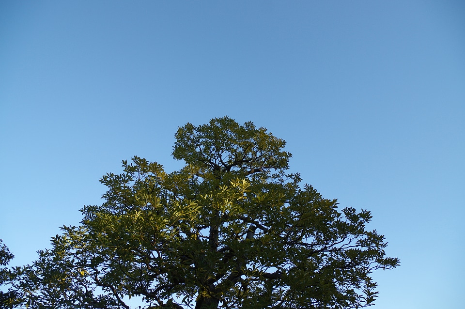 26 Tree