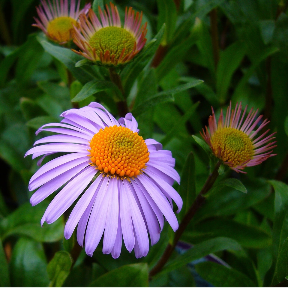 Floral plants natural
