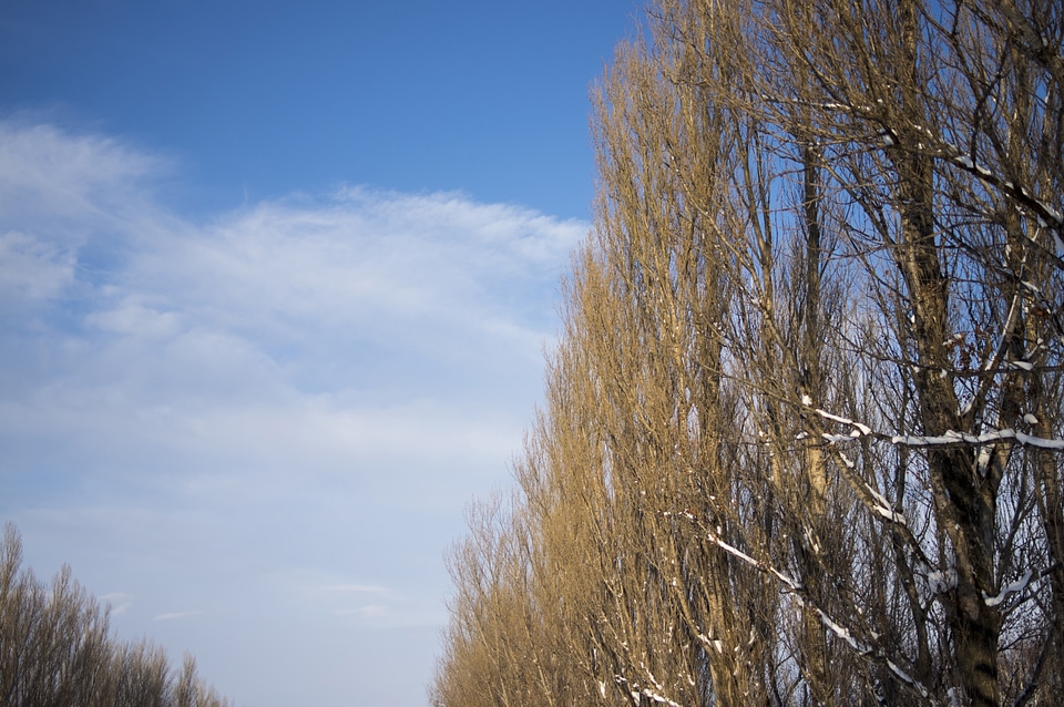 3 Sky and Tree