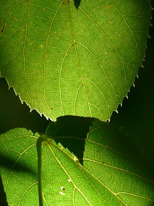 Macro leaves green photo