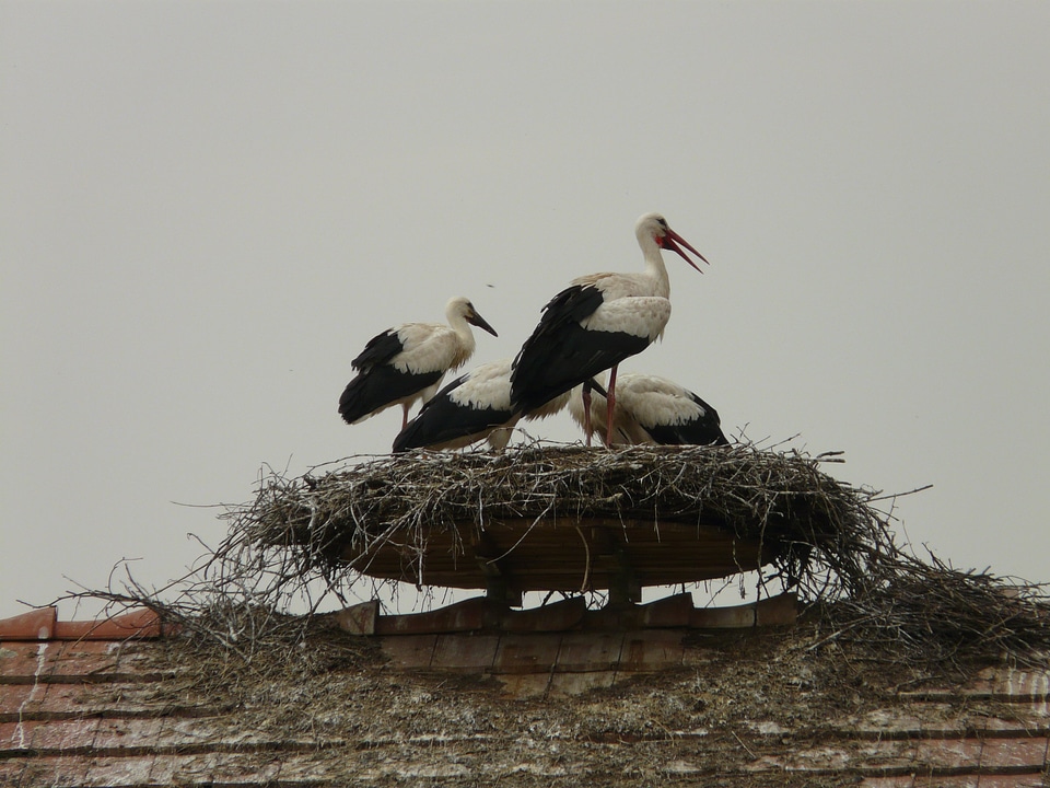 Hatching breed salem