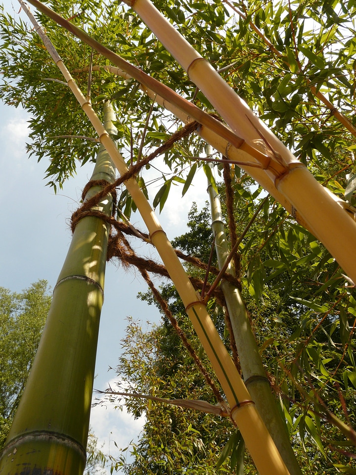 Aureocaulis plant wood