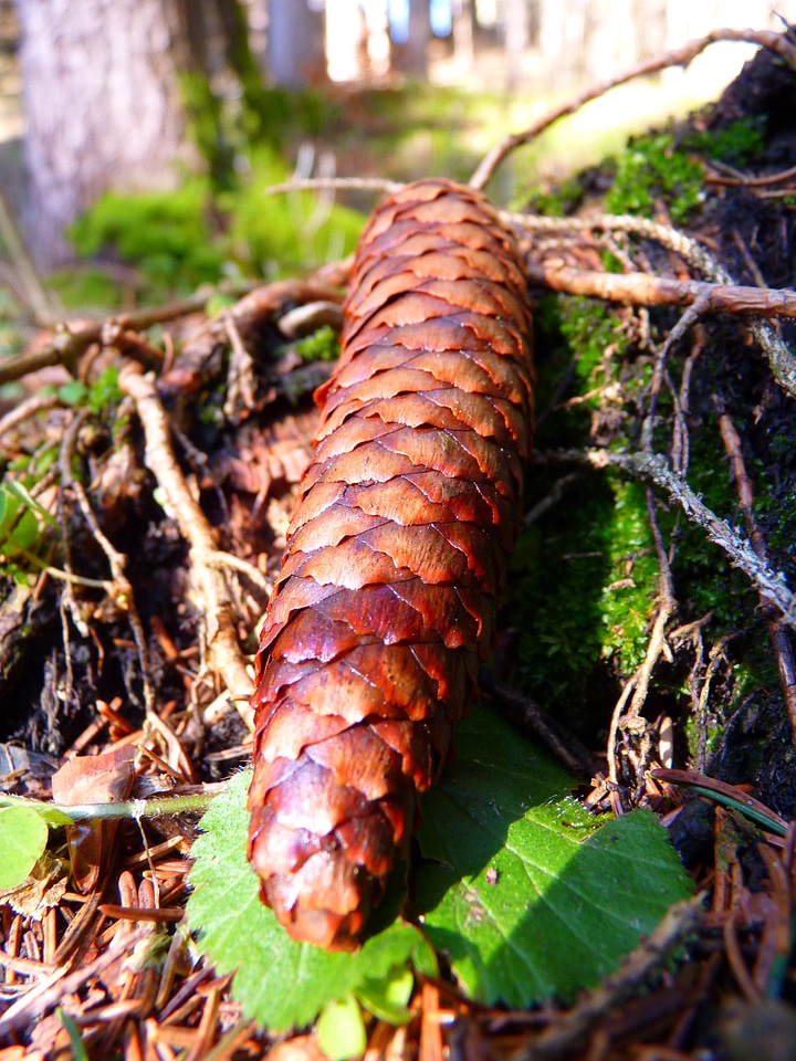 Pine cones brown spruce forest