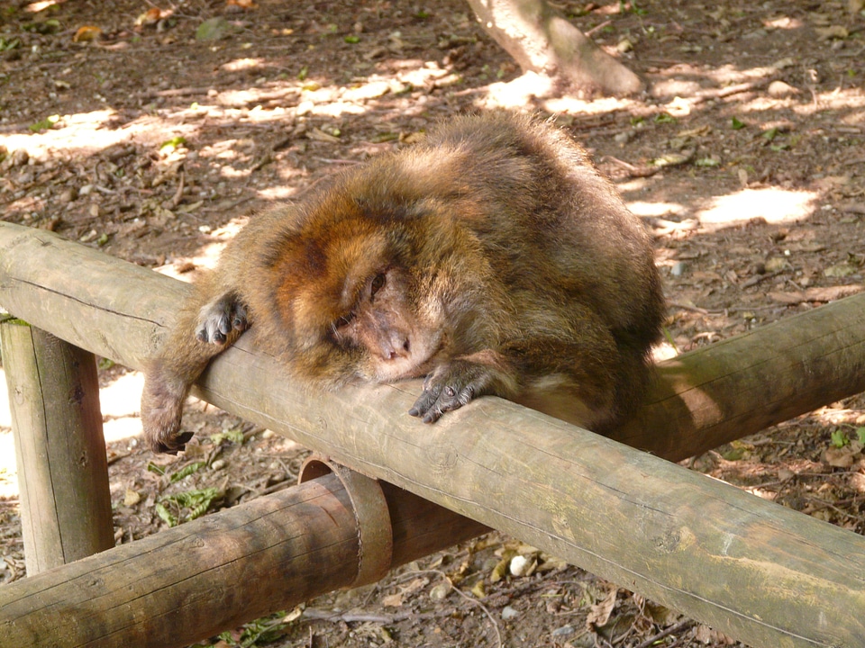 Salem barbary ape animal