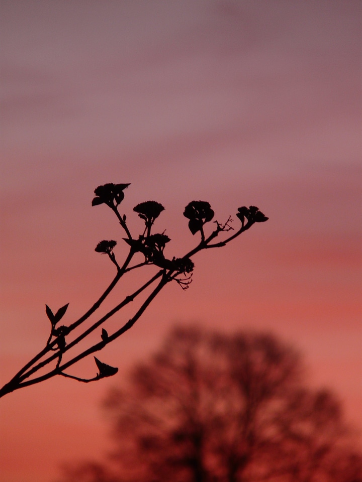 Abendstimmung sunset tongue snowball