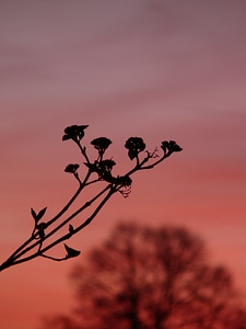 Abendstimmung sunset tongue snowball