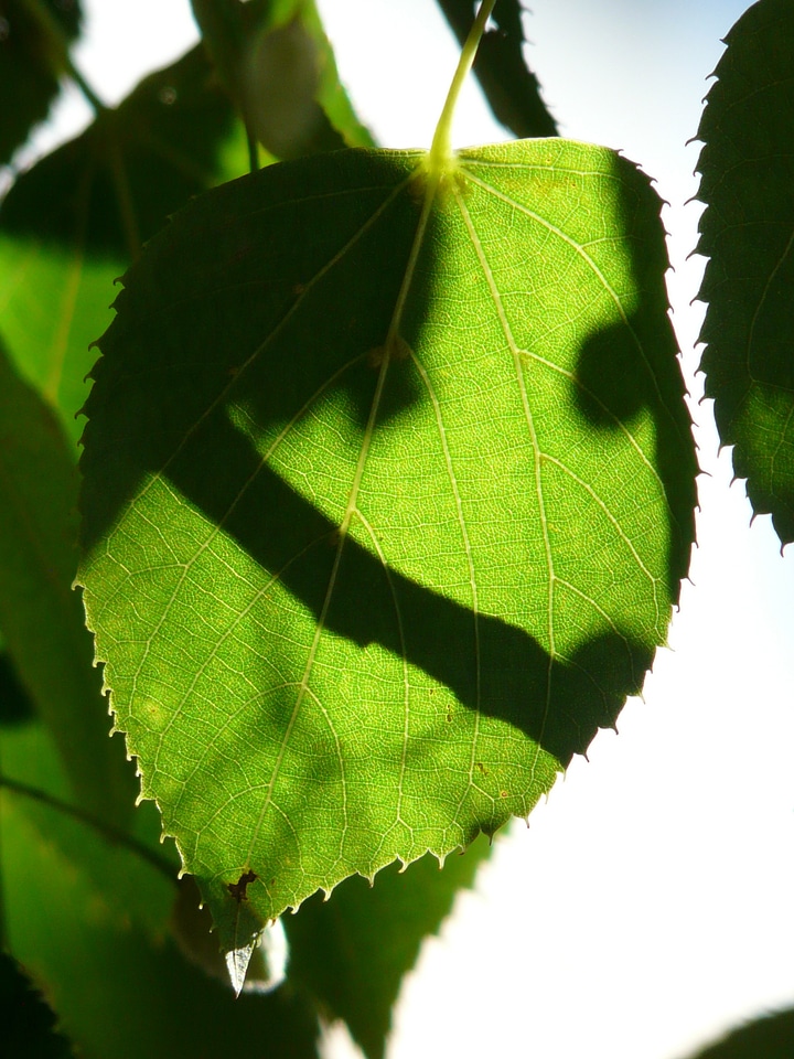 Green shadow hispanic