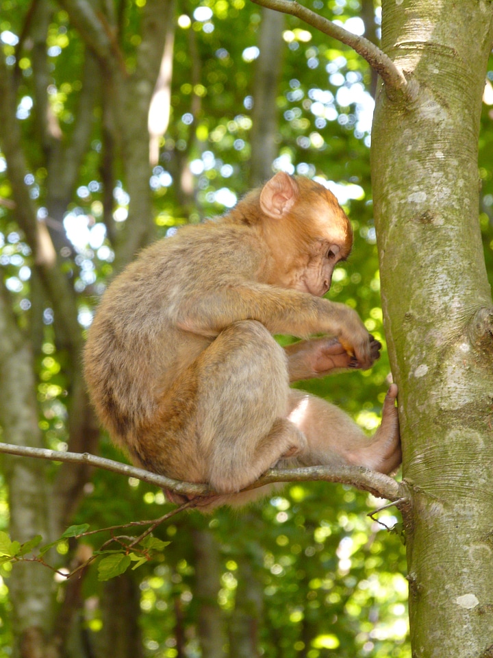 Salem barbary ape animal