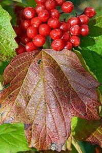 Plant red fruits