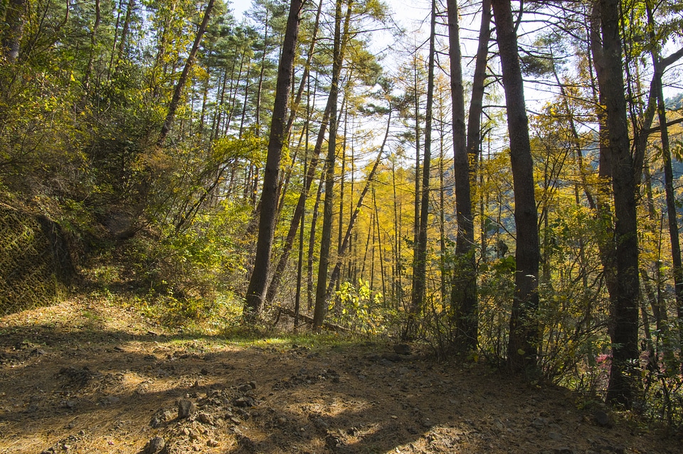11 Forest