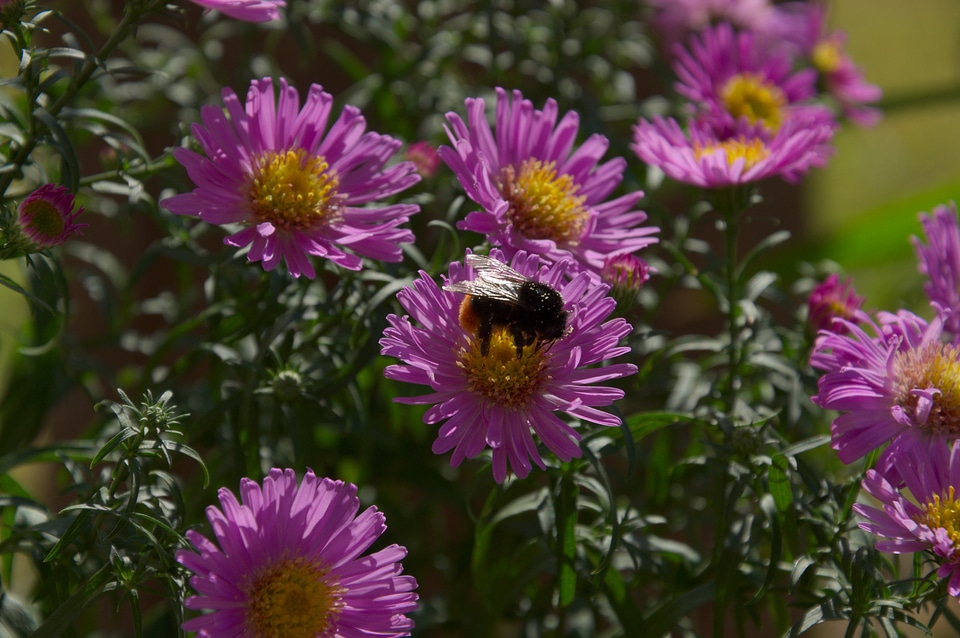 Insect hummel purple