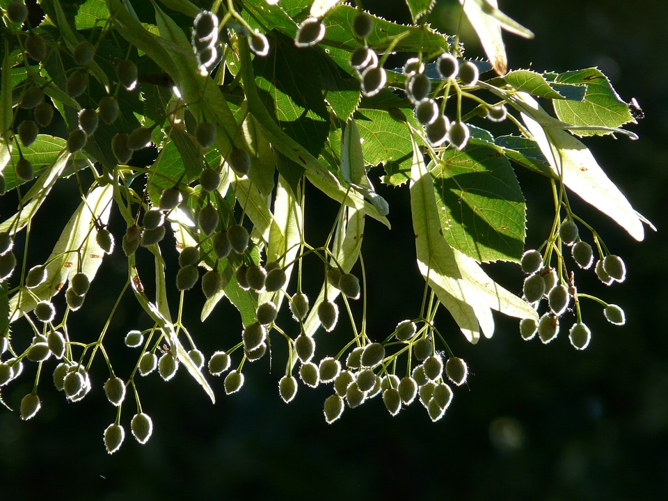 Backlighting shining linden seeds