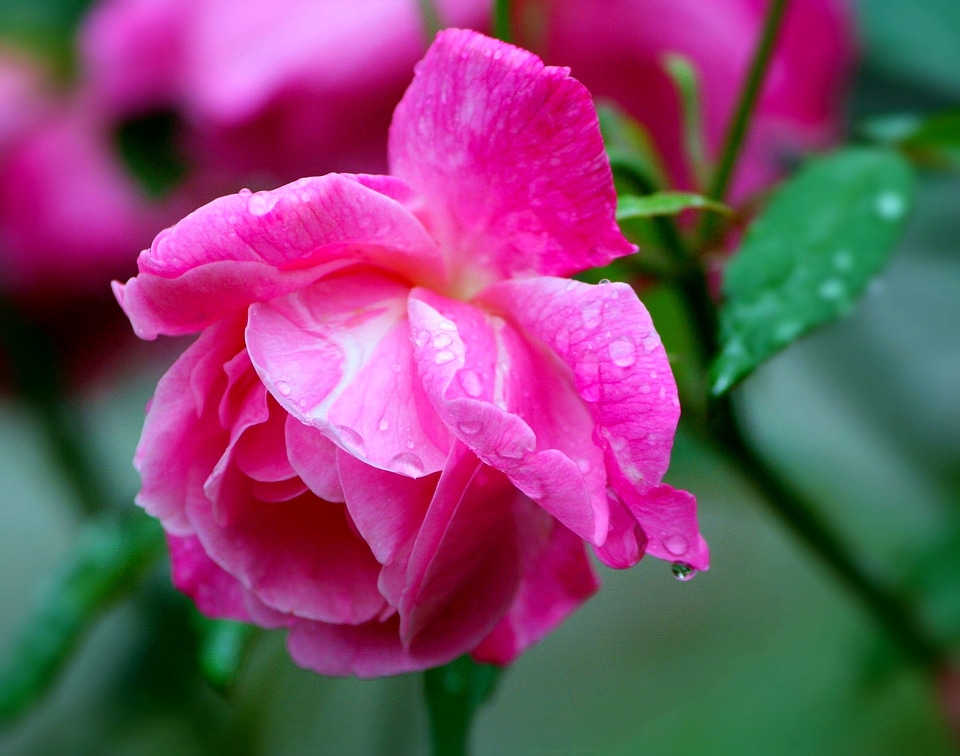 Blooming petals dew