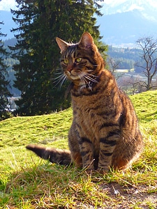 Animal creature mieze