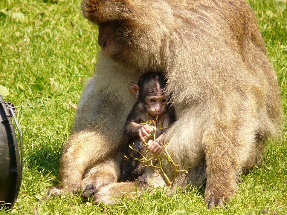 Monkey mountain monkey salem