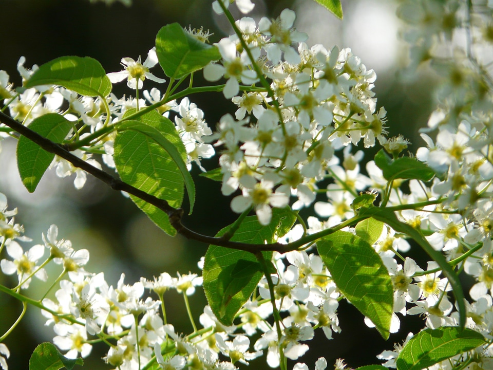 Flowers white spring