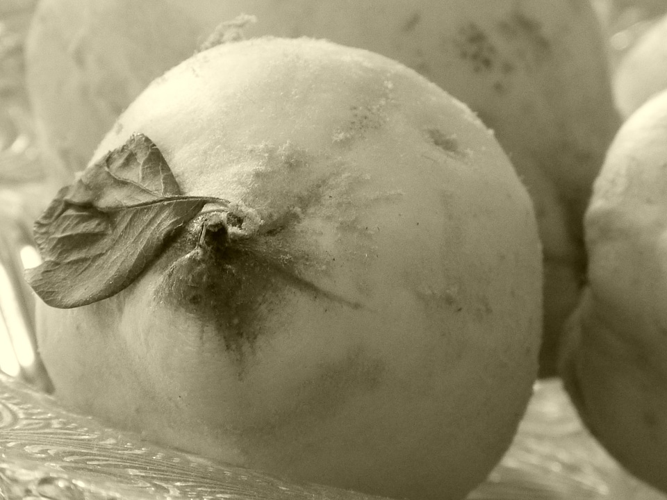 Cydonia oblonga black and white kernobstgewaechs