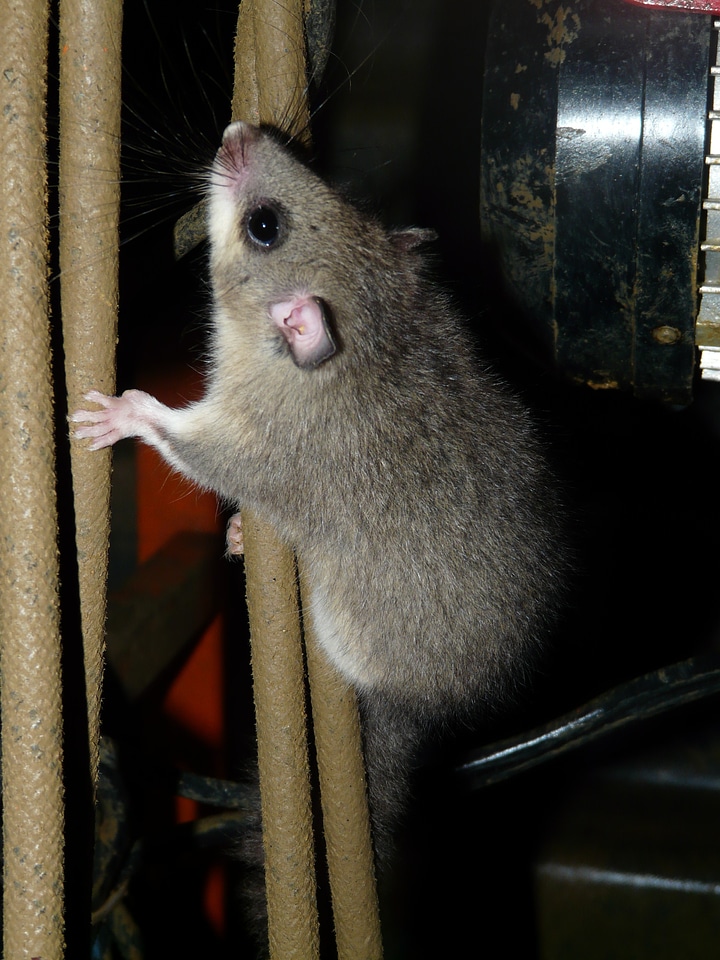 Similar to mouse nocturnal dormouse