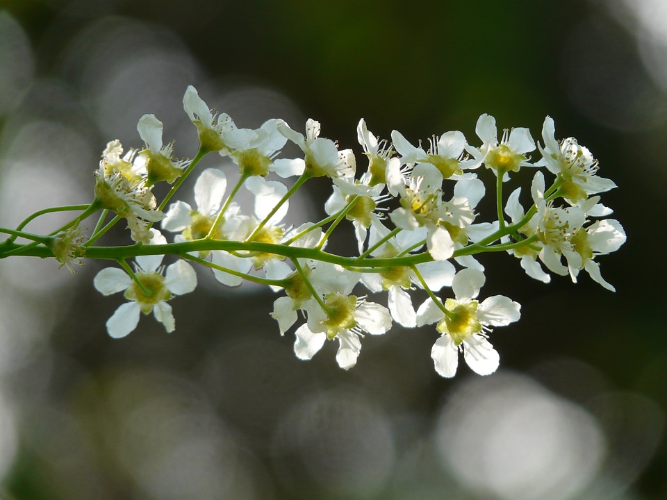 Flowers white spring