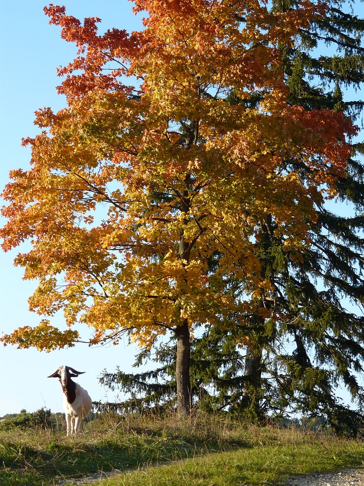 Tree fall color coloring