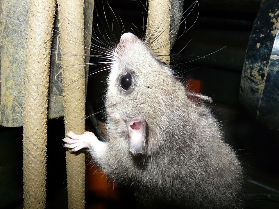 Glis glis similar to mouse nocturnal
