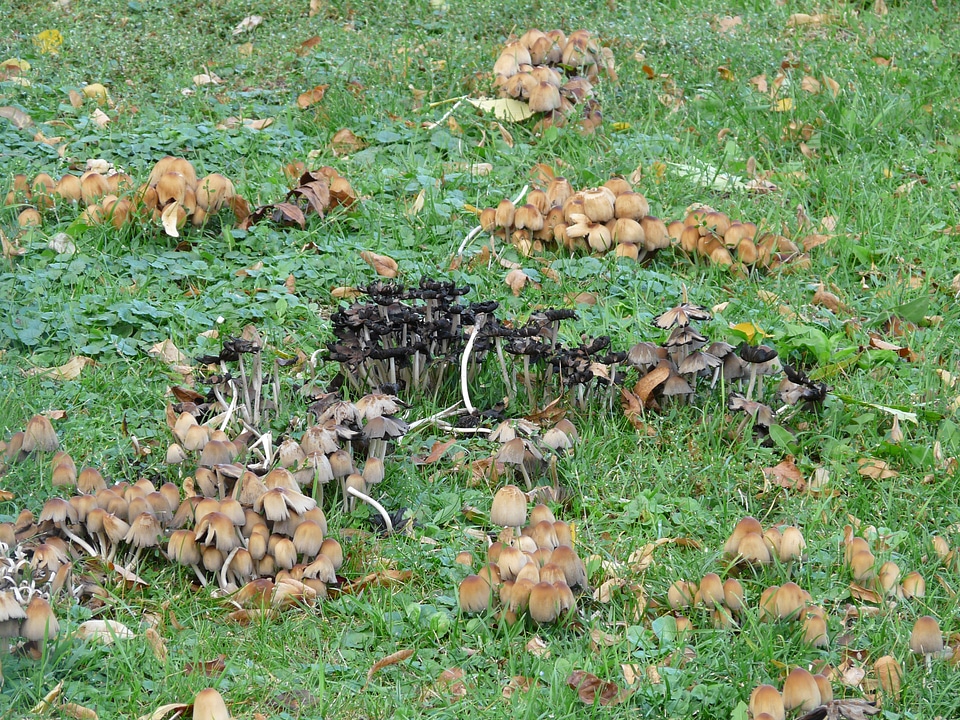 Mushrooms comatus relatives faserlingsverwandte