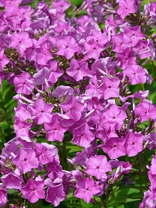 Blossom bloom pink