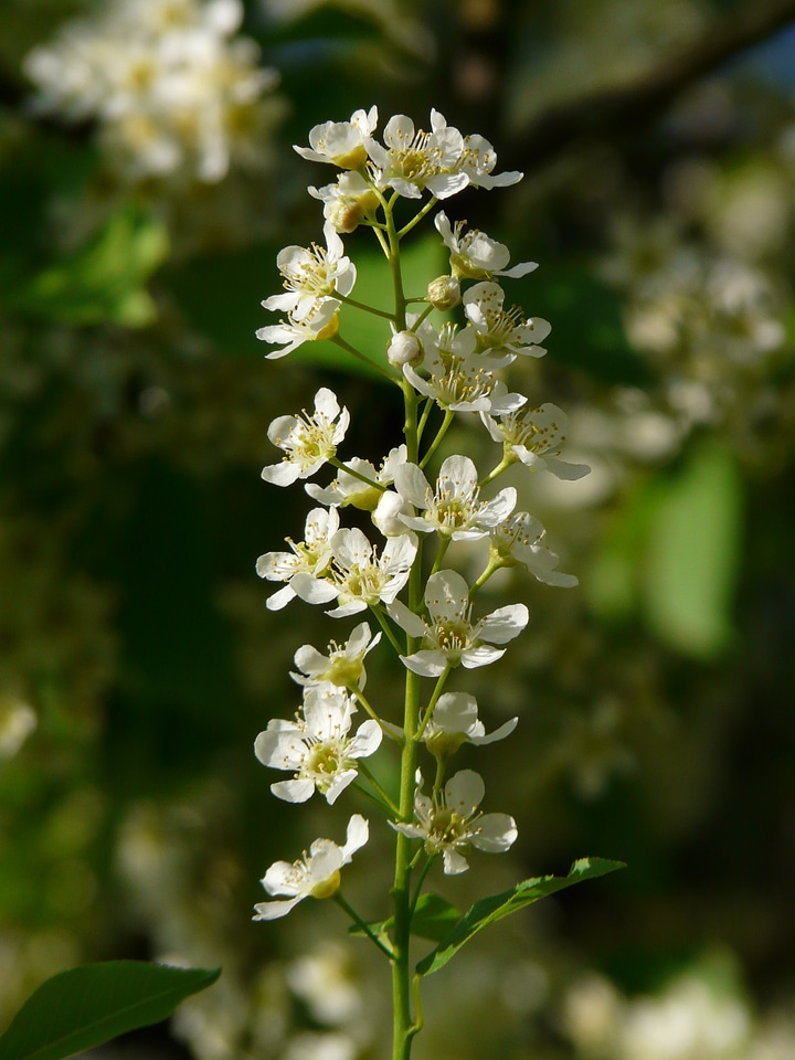 Flowers white spring
