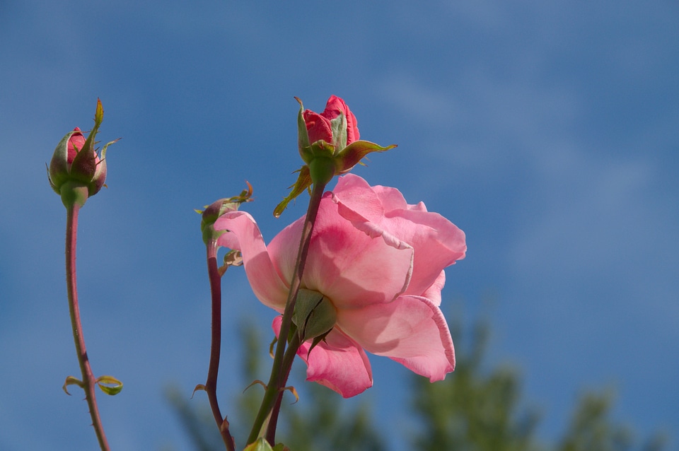 Bud autumn sky