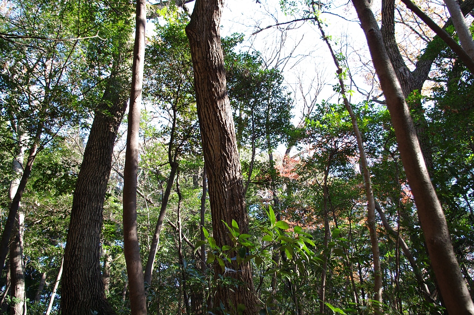 10 Meijijingu Gyoen