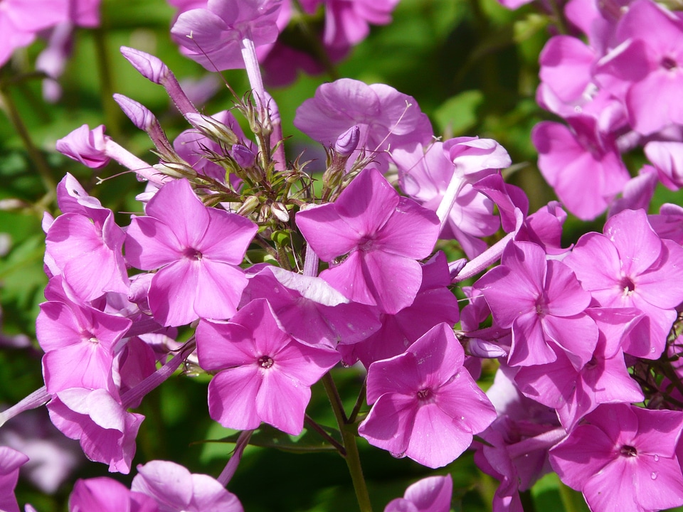 Blossom bloom pink