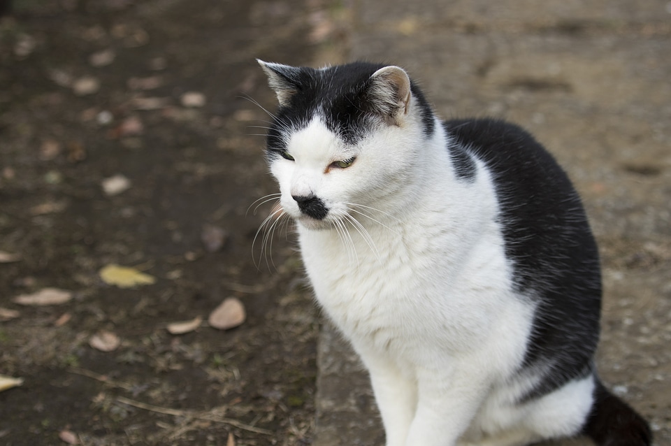 5 Cat