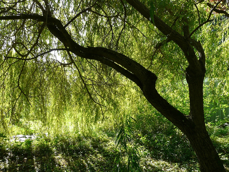 Salix babylonica weeping willow salix