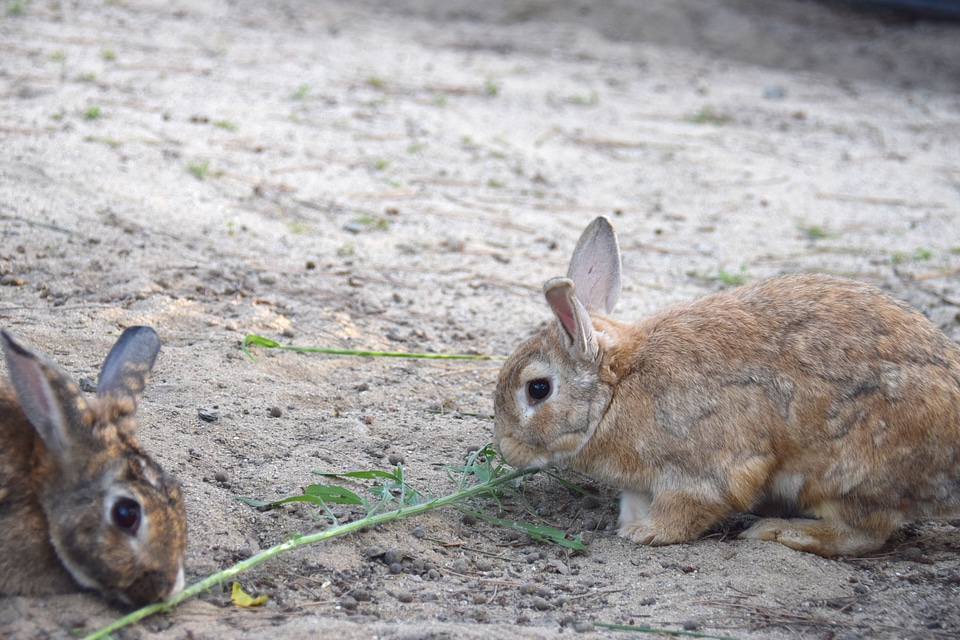 1 Rabbit