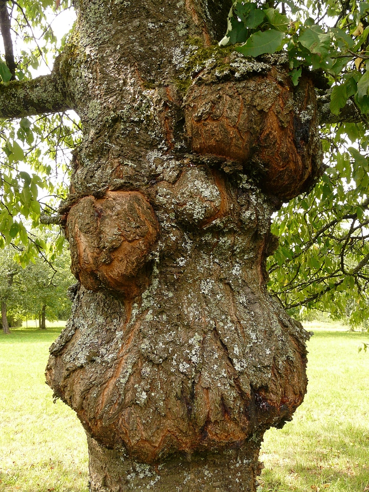 Canker fruit tree cancer fungal infection